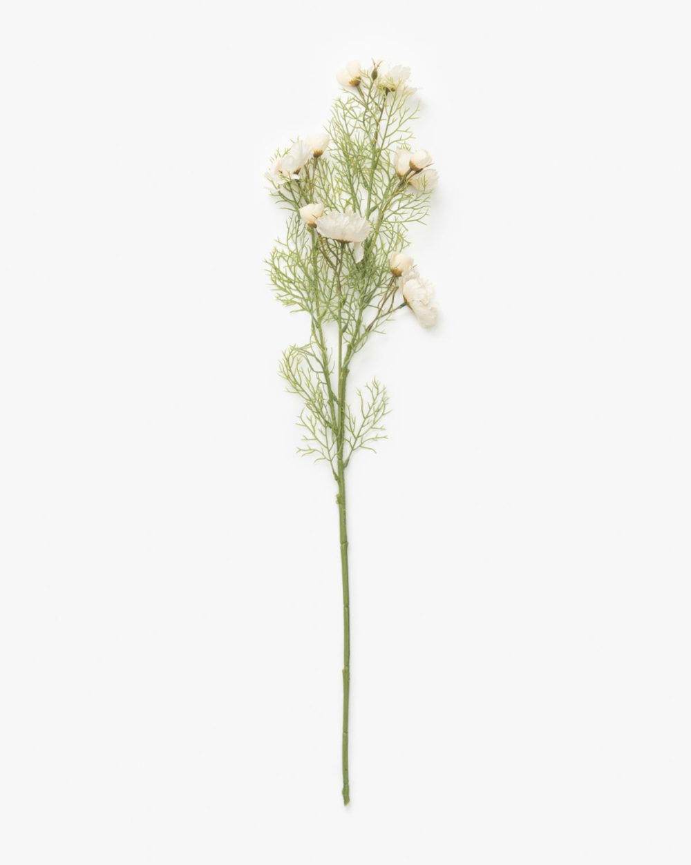 Cream Cosmos Stem Dried Florals & Stems